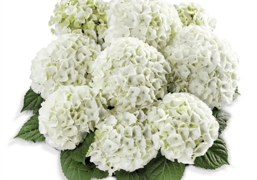 Bianco (Bildquelle HBA)