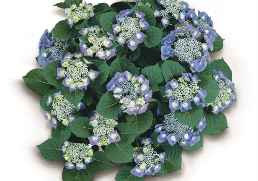 Blaumeise (Bildquelle Kötterheinrich)