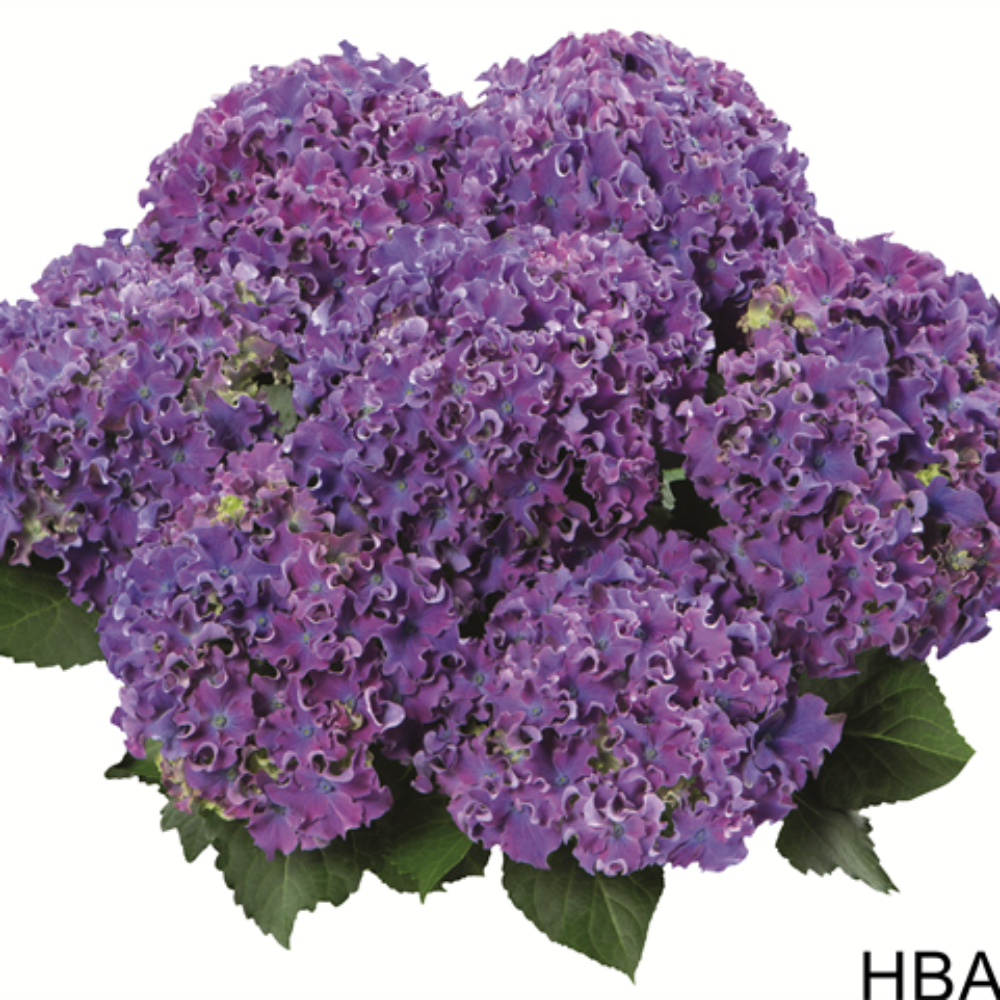 Curly® Sparkle Blue Purple (Bildquelle HBA)