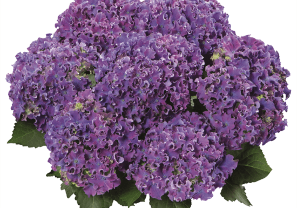 Curly® Sparkle Blue Purple (Bildquelle HBA)