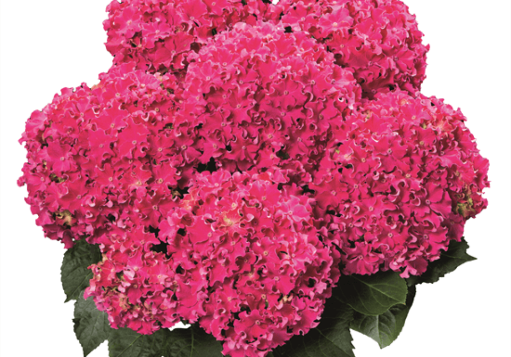 Curly® Sparkle Hot Pink (Bildquelle HBA)