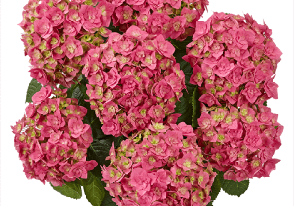Double Pink (Bildquelle Kötterheinrich) W