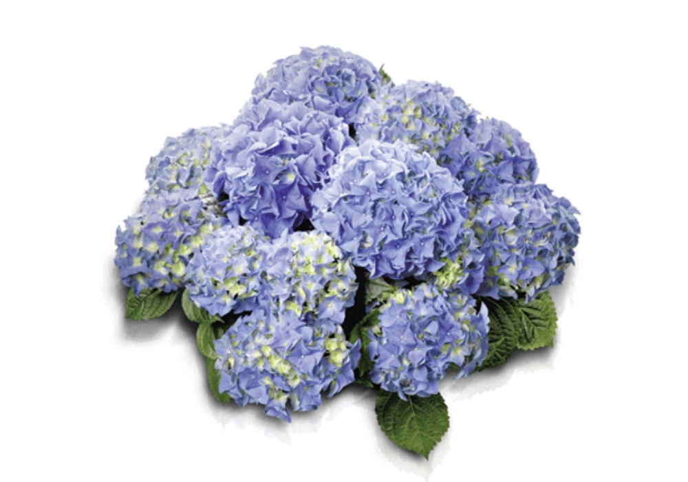 Early® Blue (Bildquelle HBA)