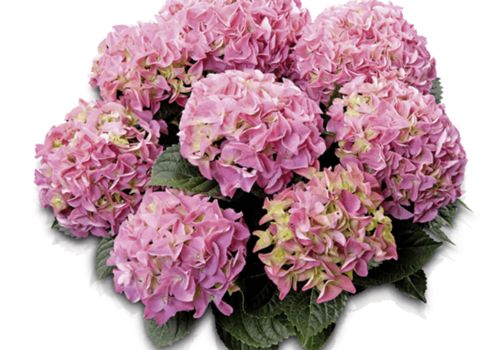 Early® Rosa (Bildquelle HBA)