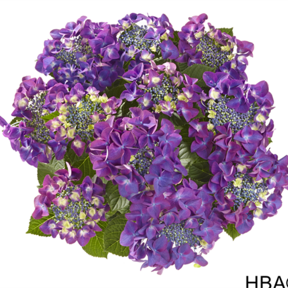 Frisbee® Purple (Bildquelle HBA)