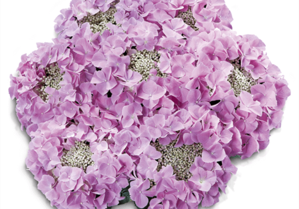 Frisbee® Rosa (Bildquelle HBA)