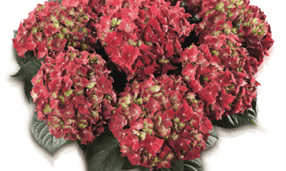Royal Red (Bildquelle HBA)