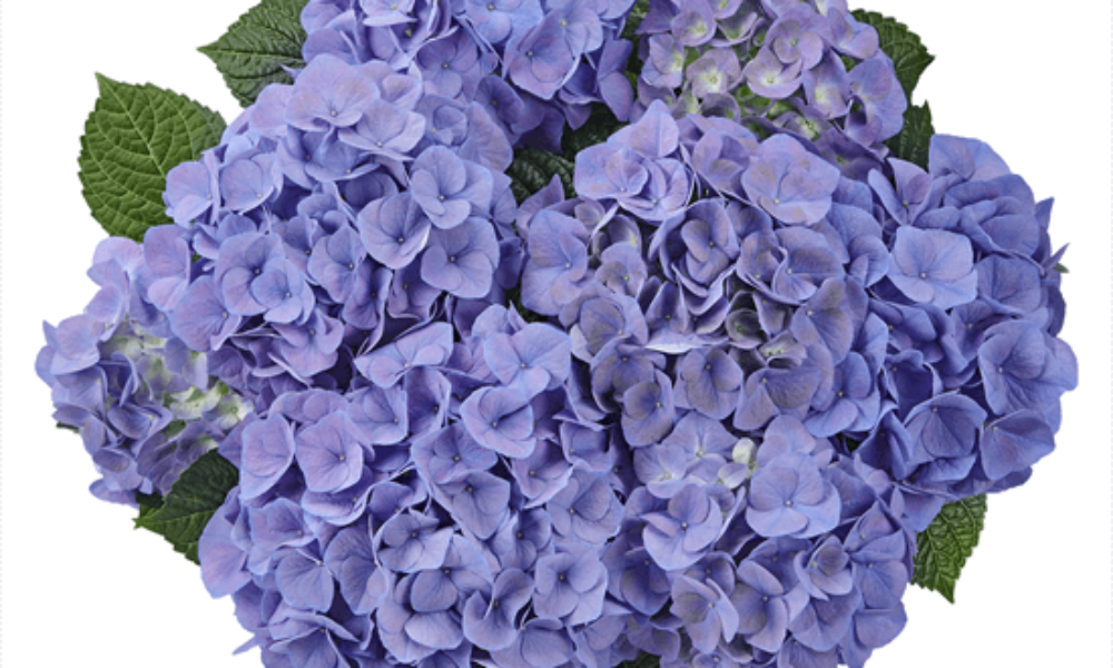 Sarena Blue (Bildquelle Kötterheinrich) W