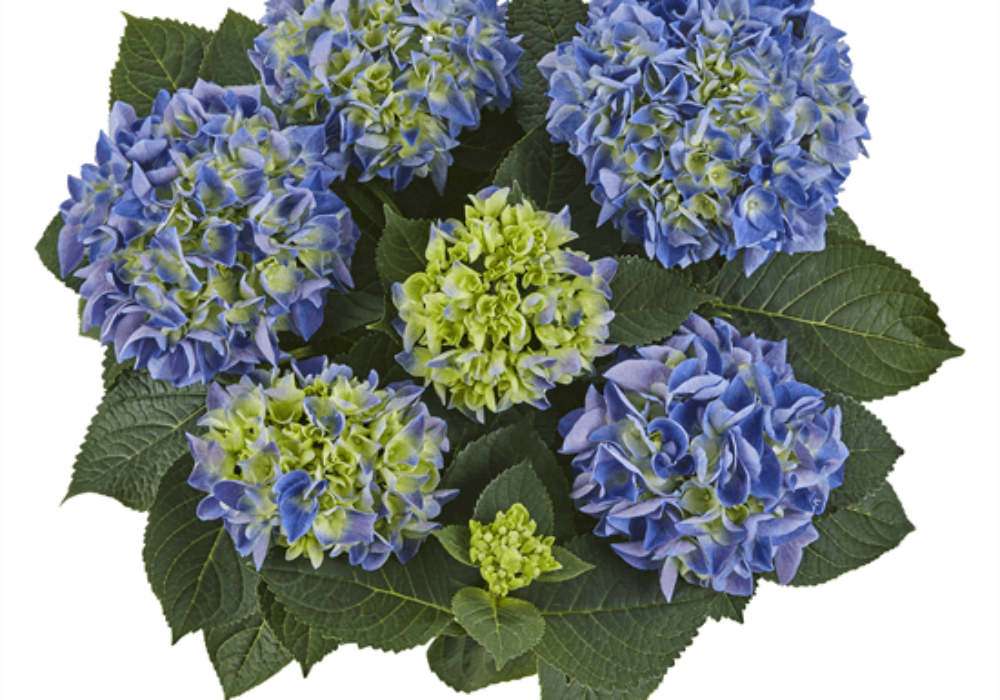 Saxon® Rathen (Bildquelle Kötterheinrich) W