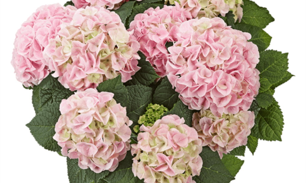 Saxon® Sonnenstein (Bildquelle Kötterheinrich) W