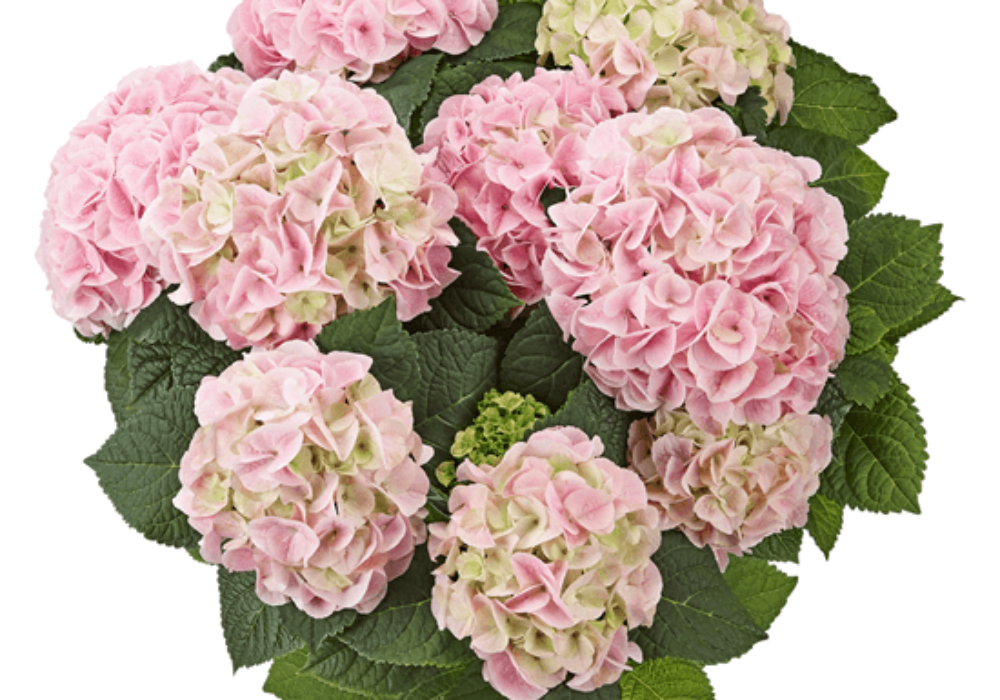 Saxon® Sonnenstein (Bildquelle Kötterheinrich) W