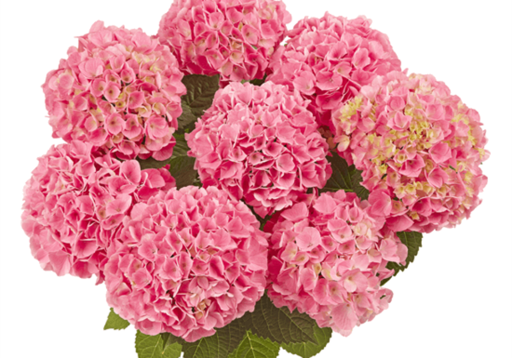 Saxon® Style Pink (Bildquelle Kötterheinrich) W