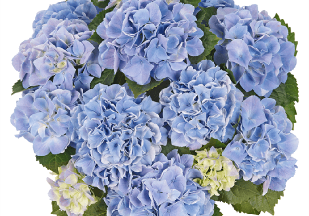 Saxon® Table Blue (Bildquelle Kötterheinrich) W