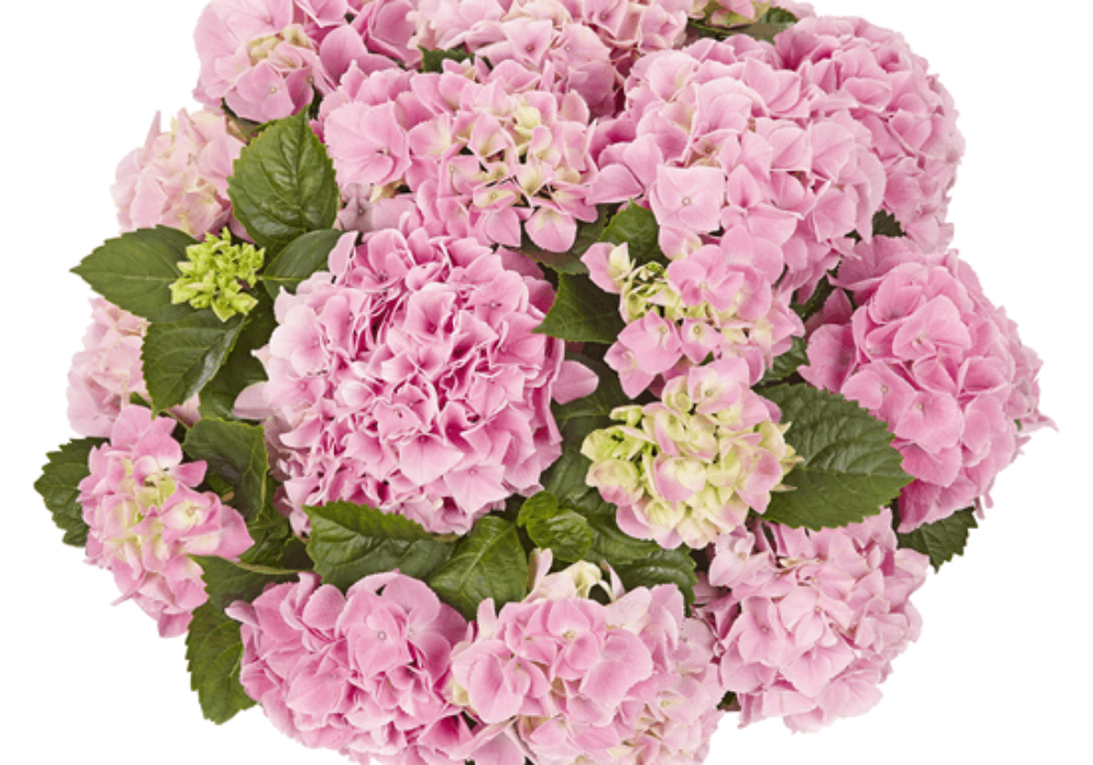 Saxon® Table Rosa (Bildquelle Kötterheinrich) W