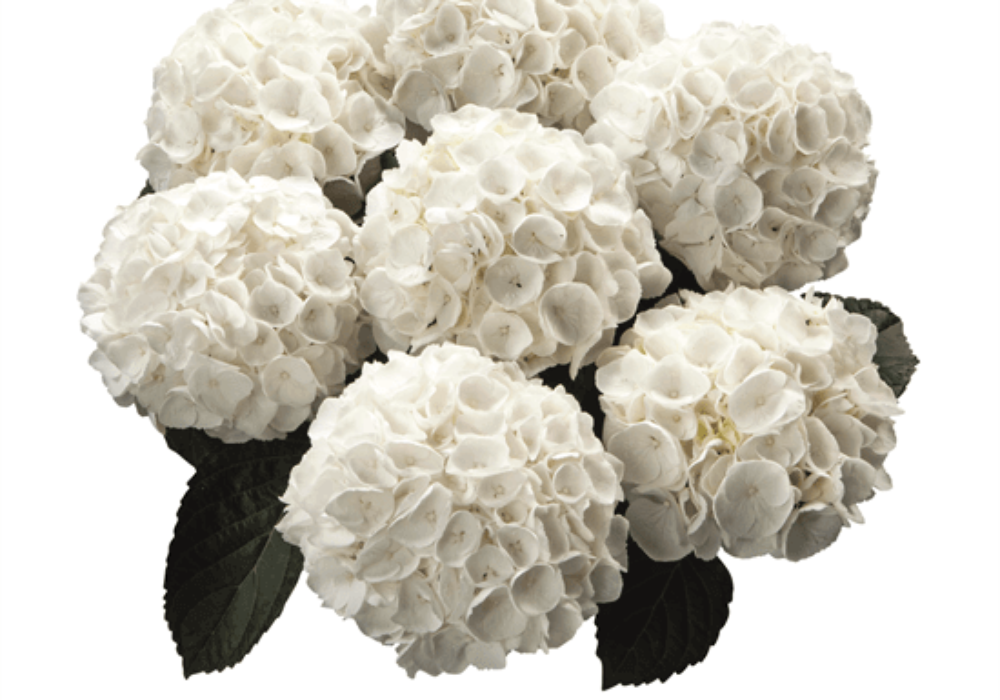 White Delight (Bildquelle HBA)