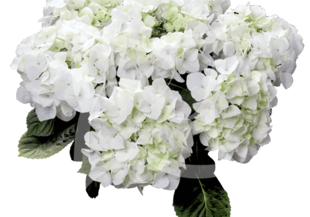 White Spirit (Bildquelle HBA)